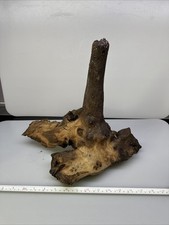 Large aquarium fish for sale  CHICHESTER