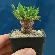Euphorbia flanaganii caudex usato  Tramonti
