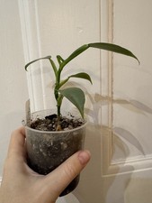 Philodendron hastatum silver for sale  KINGSTON UPON THAMES