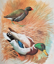 Mallard moorhen waters for sale  NELSON