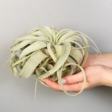 Tillandsia xerographica air for sale  IPSWICH