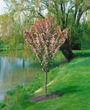 Malus adirondack zierapfel gebraucht kaufen  Westerstede