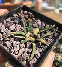 Ariocarpus agavoides own usato  San Bonifacio