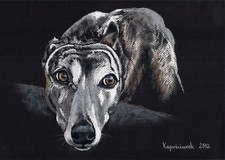 Windhund levrier galgo gebraucht kaufen  München