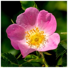Dog rose hedging for sale  NEWTOWNARDS