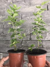 Apricot tree prunus for sale  Beacon