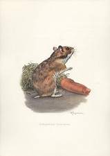 Hamster dore color d'occasion  Expédié en Belgium