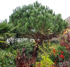 Pinus pinea pinie gebraucht kaufen  Heinsberg