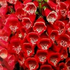 Red dwarf foxglove for sale  FERRYHILL