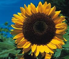 Sunflower giant yellow for sale  BURTON-ON-TRENT
