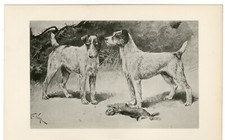 FIO FOX JACK RUSSELL TERRIER RARO 1896 ARTE DE CACHORRO ANTIGA IMPRESSÃO POR ARTHUR WARDLE comprar usado  Enviando para Brazil