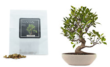 Banyan fig bonsai for sale  HENLEY-IN-ARDEN