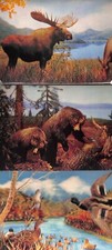 Toppan postcards moose for sale  Omaha