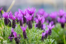 100 french lavender for sale  Canton