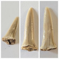 Fossil sand tiger for sale  CAMBRIDGE