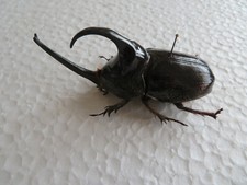 insekten sammlung gebraucht kaufen insekten sammlung gebraucht kaufen Meschede
