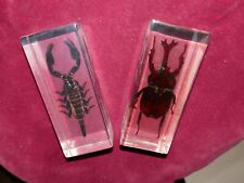 Insecte scorpion inclusions d'occasion  Ajaccio-