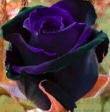 Seeds black purple for sale  Goldsboro