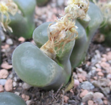 Conophytum praesectum two for sale  BRISTOL