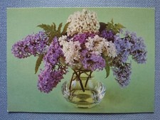 Cartão postal antigo Ak Lilac Oleaceae roxo branco planeta editora Berlim comprar usado  Enviando para Brazil