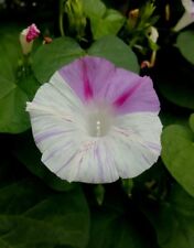 Ipomoea scarlett hara gebraucht kaufen  Deutschland