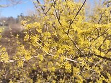 Cornus officinalis japanese for sale  ST. ASAPH