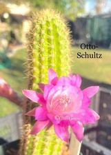 Mini hildewintera rare for sale  USA