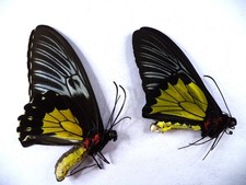 Farfalle ornitotteri rhadamant usato  Spedire a Italy
