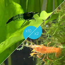 Lot crevettes rili d'occasion  Rennes-