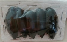 Water beetle hydrophilus for sale  SLEAFORD