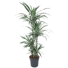 Drachenbaum dracaena warneckei gebraucht kaufen  Düsseldorf