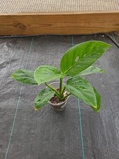 Monstera lechleriana for sale  Fountain