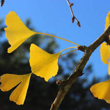 Ginkgo biloba albero usato  Napoli