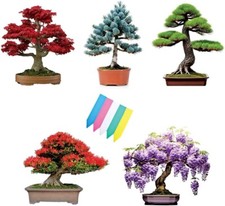 Type bonsai tree for sale  Russell