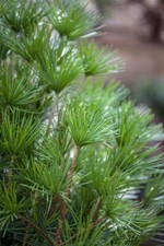Sciadopitys verticillata japan gebraucht kaufen  Westerstede