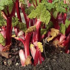 Rhubarb victoria for sale  HAILSHAM