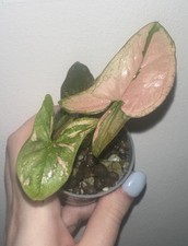 Syngonium pink splash for sale  SOUTH OCKENDON