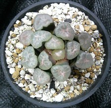 Haworthia maughanii syunrai for sale  Porter Ranch