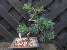 white pine tree for sale white pine tree for sale CANNOCK