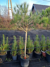 Pinus pinea schirmkiefer gebraucht kaufen  Kranenburg