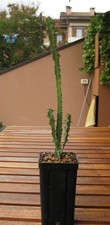 Euphorbia pseudoburuana p.r.o. usato  San Pietro in Cariano