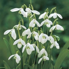 Organic snowdrop bulbs for sale  BEVERLEY