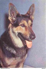 Animaux chiens berger d'occasion  Fruges
