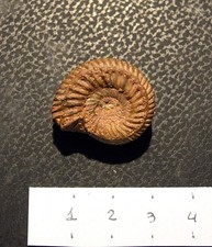 fossile ammonite usato fossile ammonite usato  Segrate