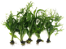 Java fern windelov for sale  PLYMOUTH