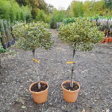 Ilex argenteo variegata for sale  EGHAM