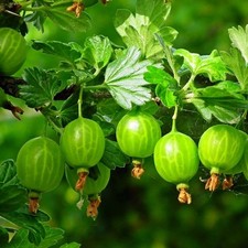 Gooseberry hinnonmaki green for sale  SOUTHAMPTON