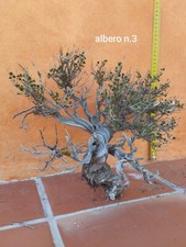 Alberelli timo per usato  Caltanissetta