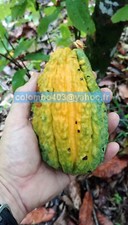 Fresh seeds theobroma d'occasion  France