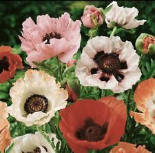 Poppy 100 seeds for sale  LONDON